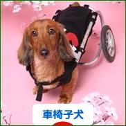 にほんブログ村 犬ブログ 車椅子犬へ