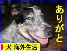 日本ブログ村　犬ブログ　犬　海外生活