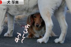 にほんブログ村 犬ブログ 犬 写真へ