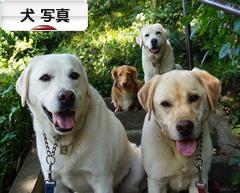 にほんブログ村 犬ブログ 犬 写真へ