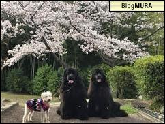 にほんブログ村 犬ブログ 超大型犬へ