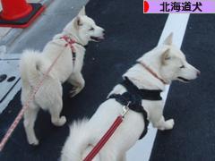 にほんブログ村 犬ブログ 北海道犬へ