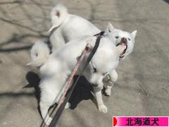 にほんブログ村 犬ブログ 北海道犬へ