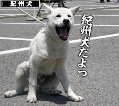 にほんブログ村 犬ブログ 紀州犬へ