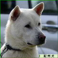 にほんブログ村 犬ブログ 紀州犬へ