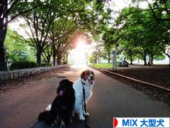 にほんブログ村 犬ブログ MIX大型犬へ