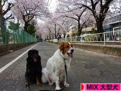 にほんブログ村 犬ブログ MIX大型犬へ