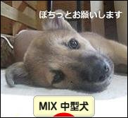 にほんブログ村犬ブログ MIX中型犬へ