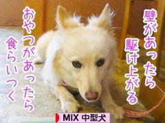 にほんブログ村 犬ブログ MIX中型犬へ
