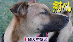 MIX中型犬ブログランキング参加用リンク一覧