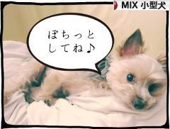 にほんブログ村 犬ブログ MIX小型犬へ