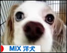 にほんブログ村 犬ブログ MIX 洋犬へ