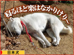 にほんブログ村 犬ブログ その他日本犬へ