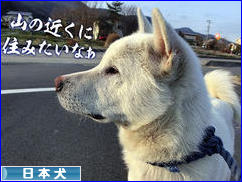 にほんブログ村 犬ブログ その他日本犬へ