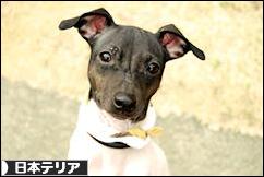 にほんブログ村 犬ブログ 日本テリアへ