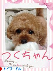にほんブログ村 犬ブログ トイプードルtukutan-0812@ezweb.ne.jpへ