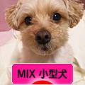 にほんブログ村 犬ブログ MIX小型犬へ